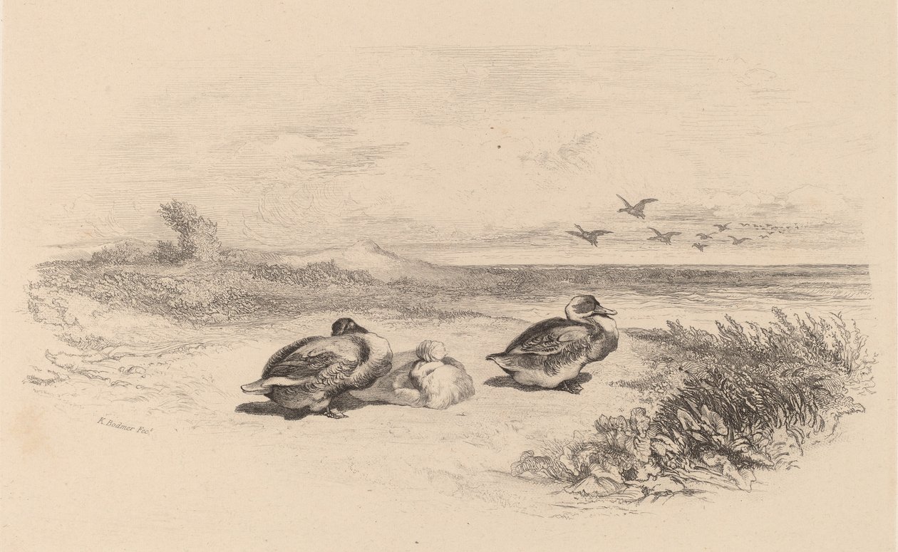 Patos Selvagens. de Karl Bodmer