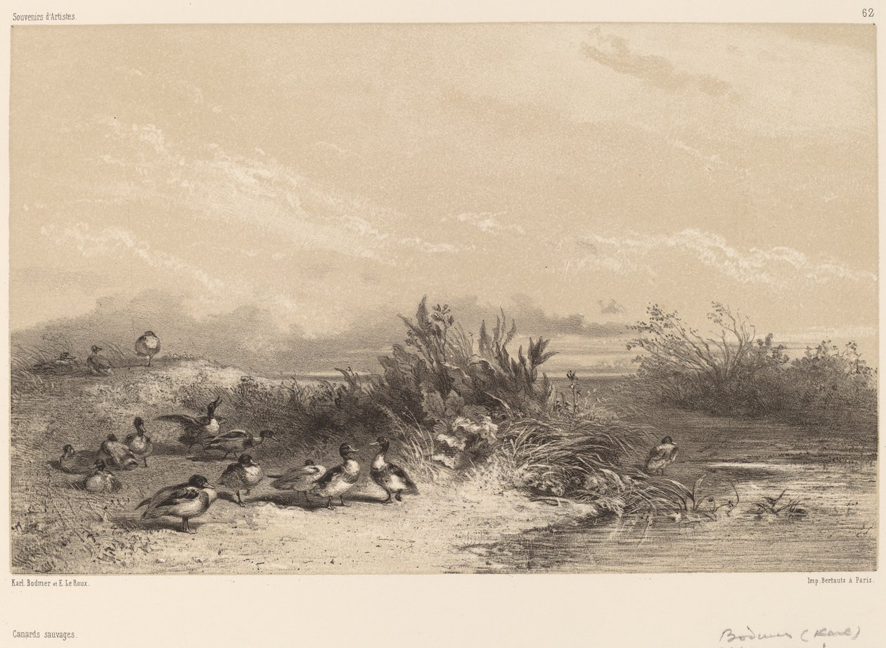 Patos Selvagens. de Karl Bodmer
