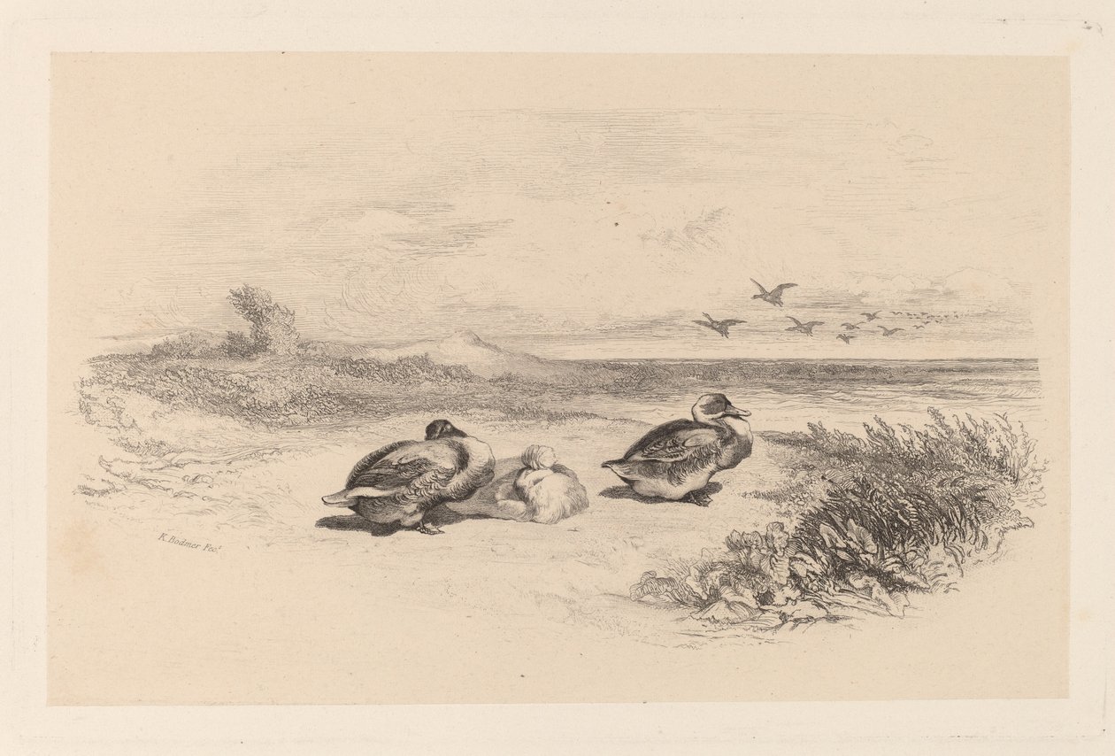 Canards Sauvages de Karl Bodmer