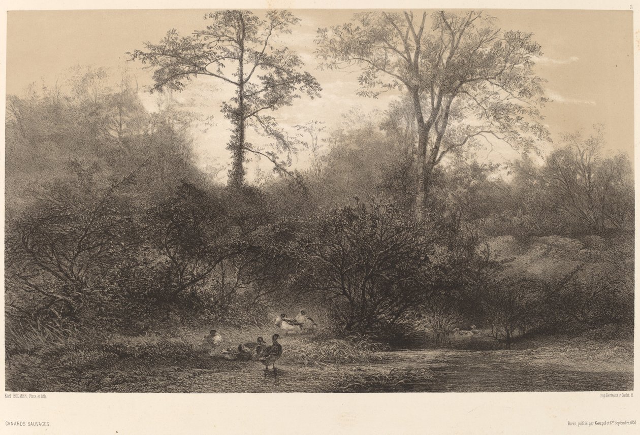 Patos Selvagens de Karl Bodmer