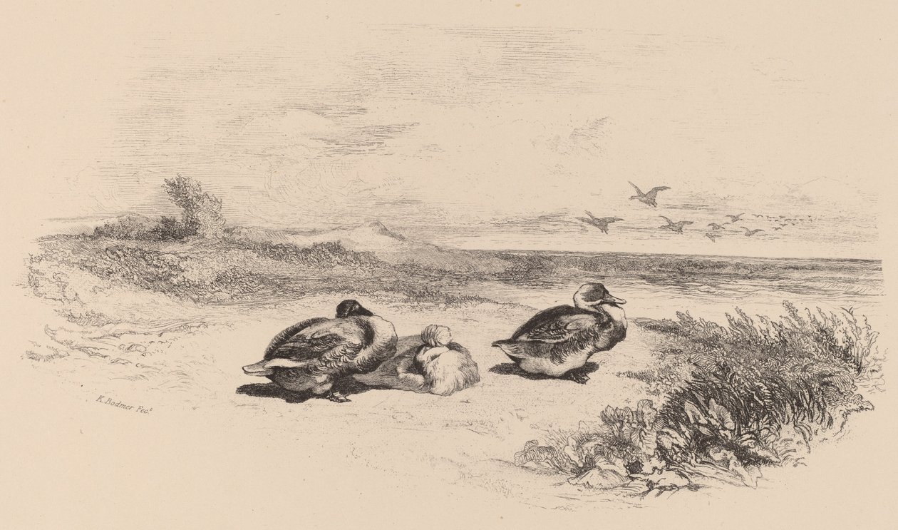 Patos Selvagens de Karl Bodmer
