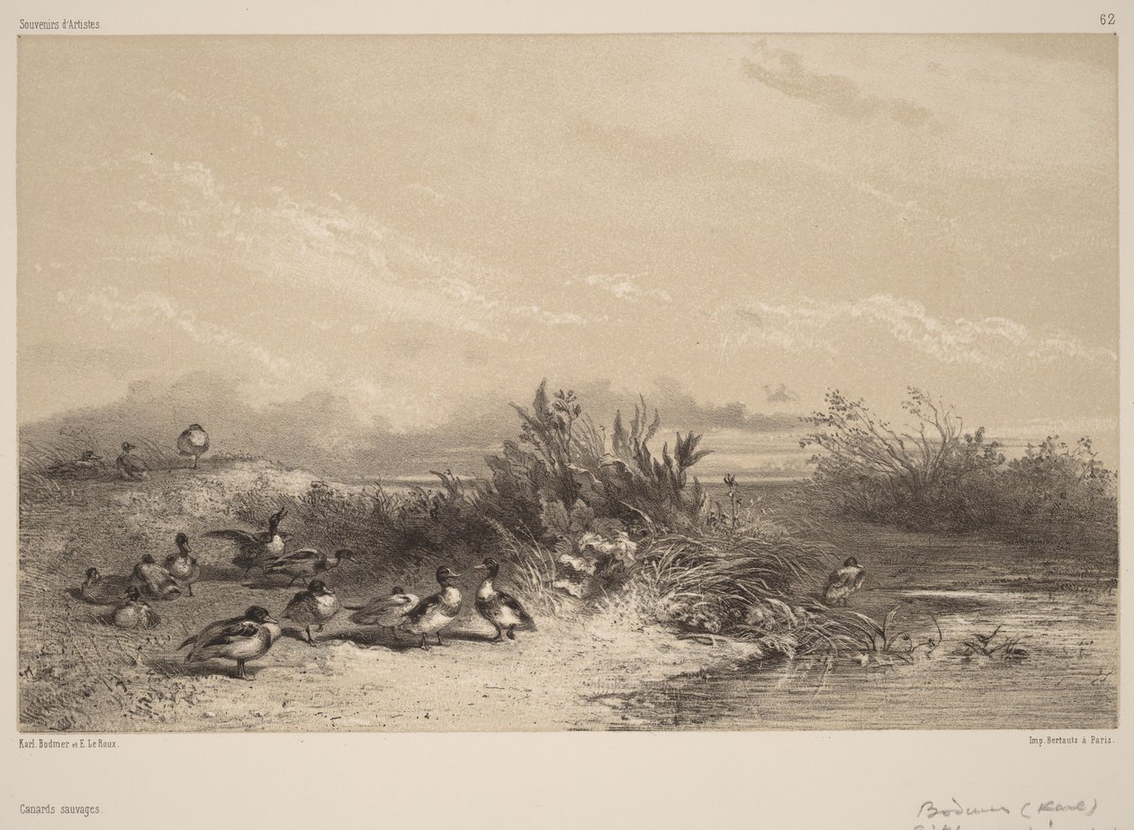 Patos Selvagens de Karl Bodmer