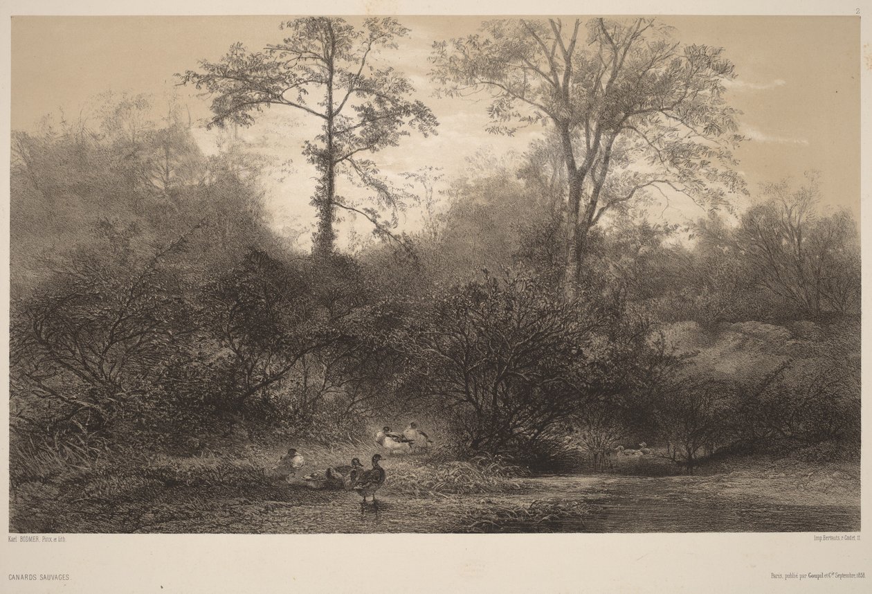 Patos selvagens de Karl Bodmer