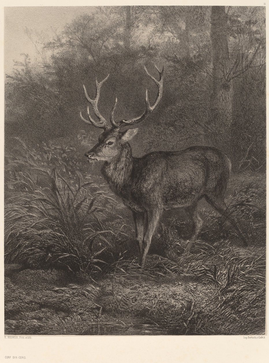 Cerf Dix-Cors. de Karl Bodmer
