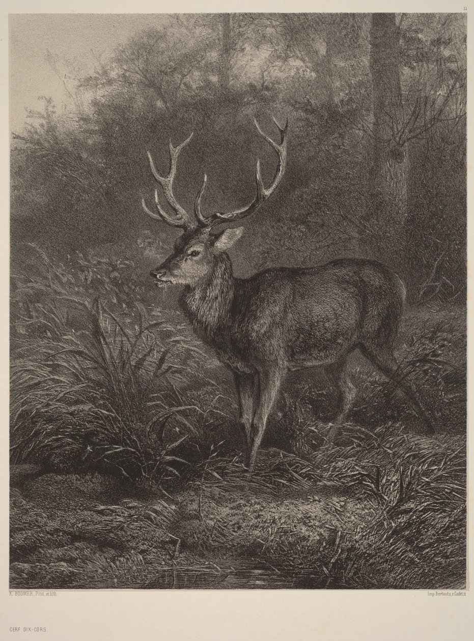 Veado de dez chifres de Karl Bodmer