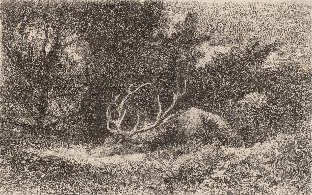 Cerf a la Reposee. de Karl Bodmer