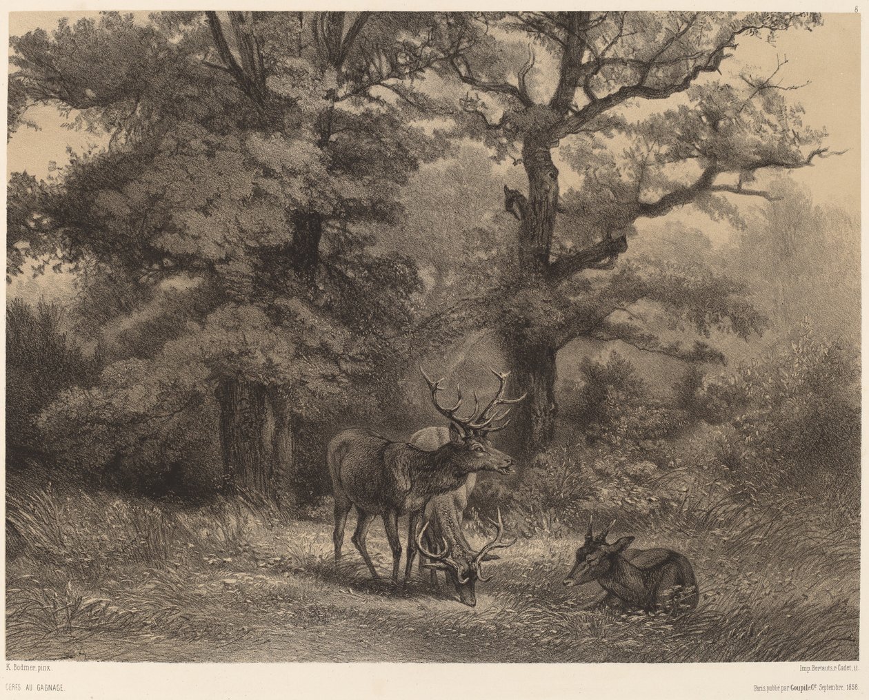 Cervos em Gagnage de Karl Bodmer