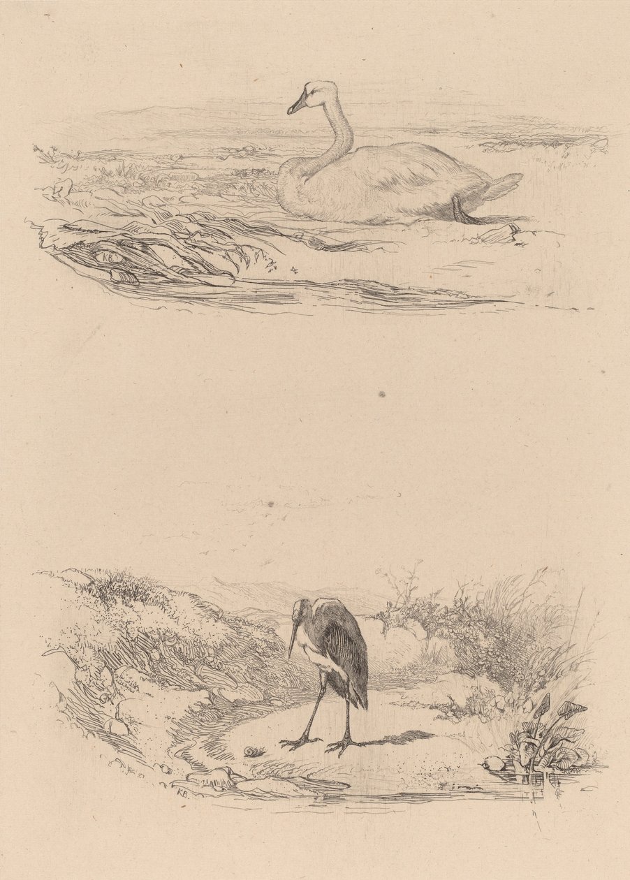 Cisne, garça. de Karl Bodmer