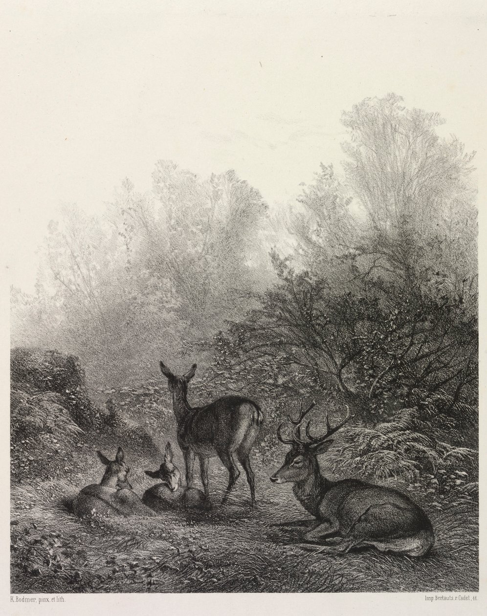 Cervo em repouso. de Karl Bodmer
