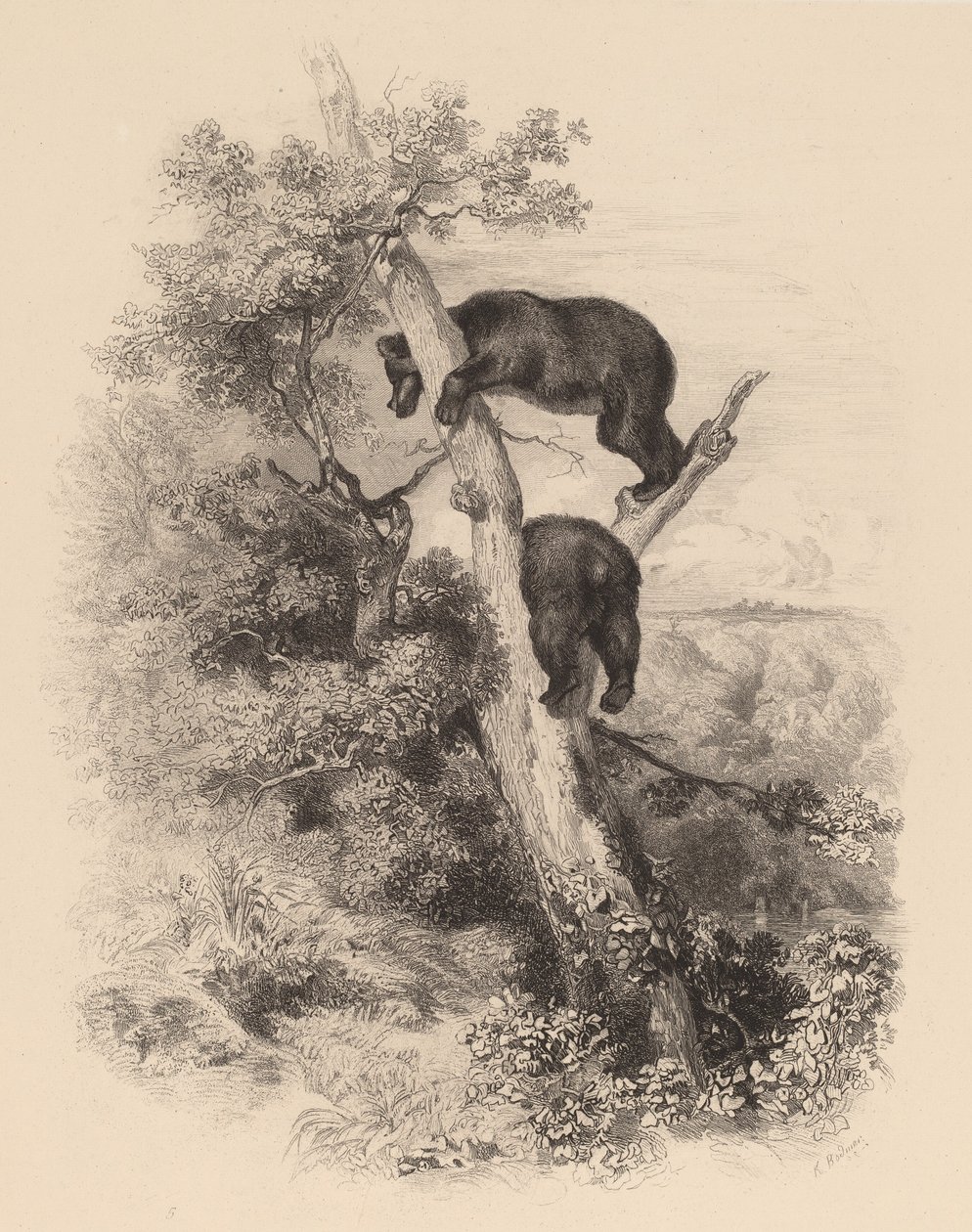 Dois Ursos. de Karl Bodmer