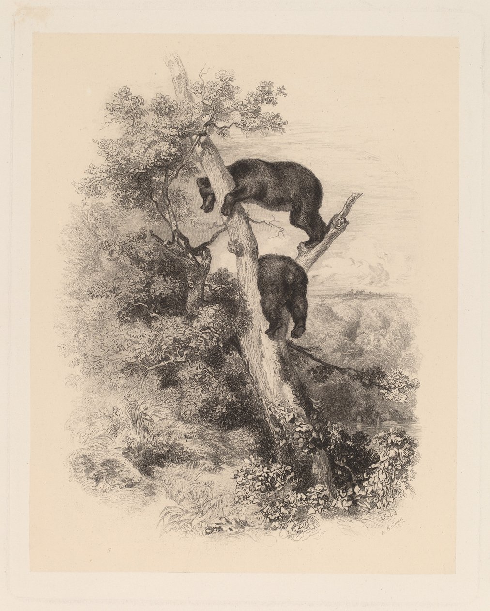 Dois ursos de Karl Bodmer