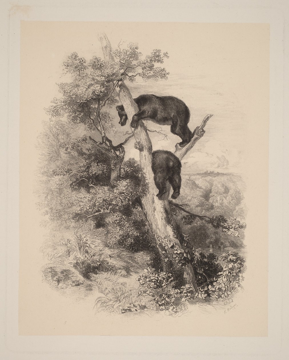 Dois ursos de Karl Bodmer