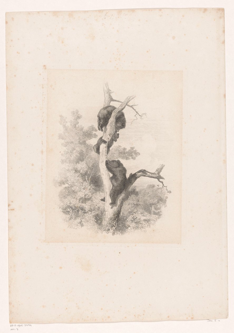 Três ursos numa árvore
Paisagens com animais (título da série) de Karl Bodmer