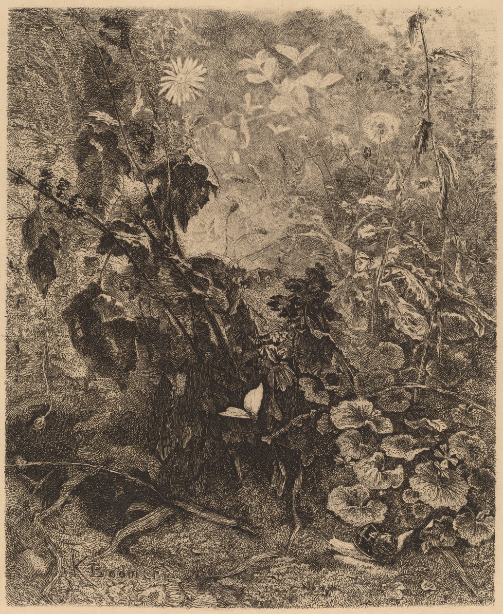 Escargots e papillons de Karl Bodmer