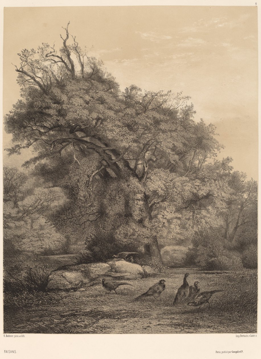 Faisões de Karl Bodmer