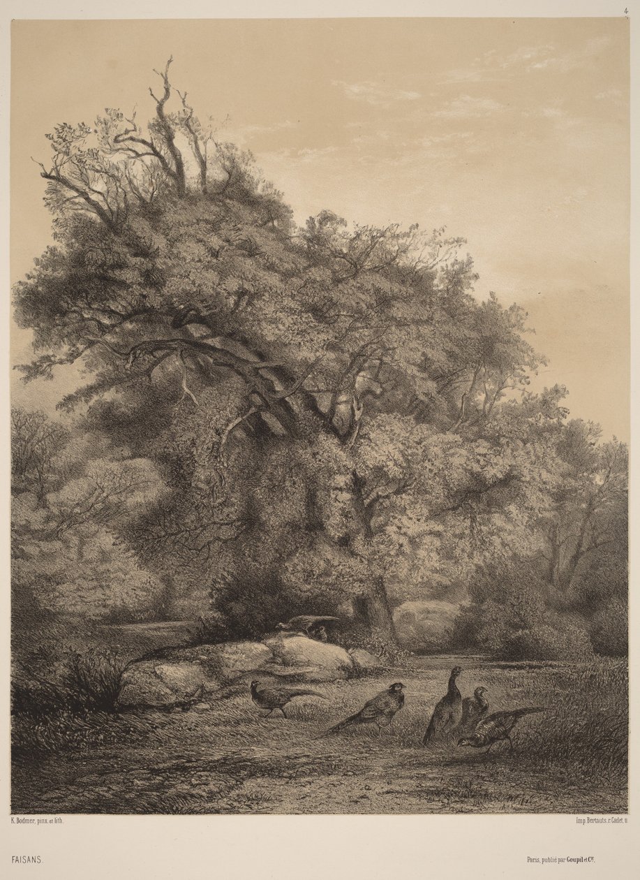 Faisões de Karl Bodmer
