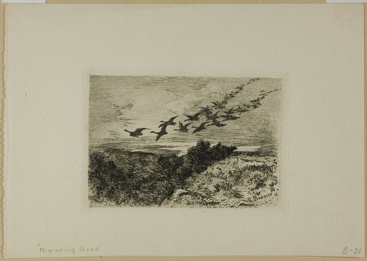 Gansos Voadores de Karl Bodmer