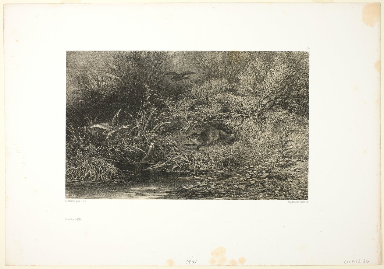 Raposa à espreita de Karl Bodmer
