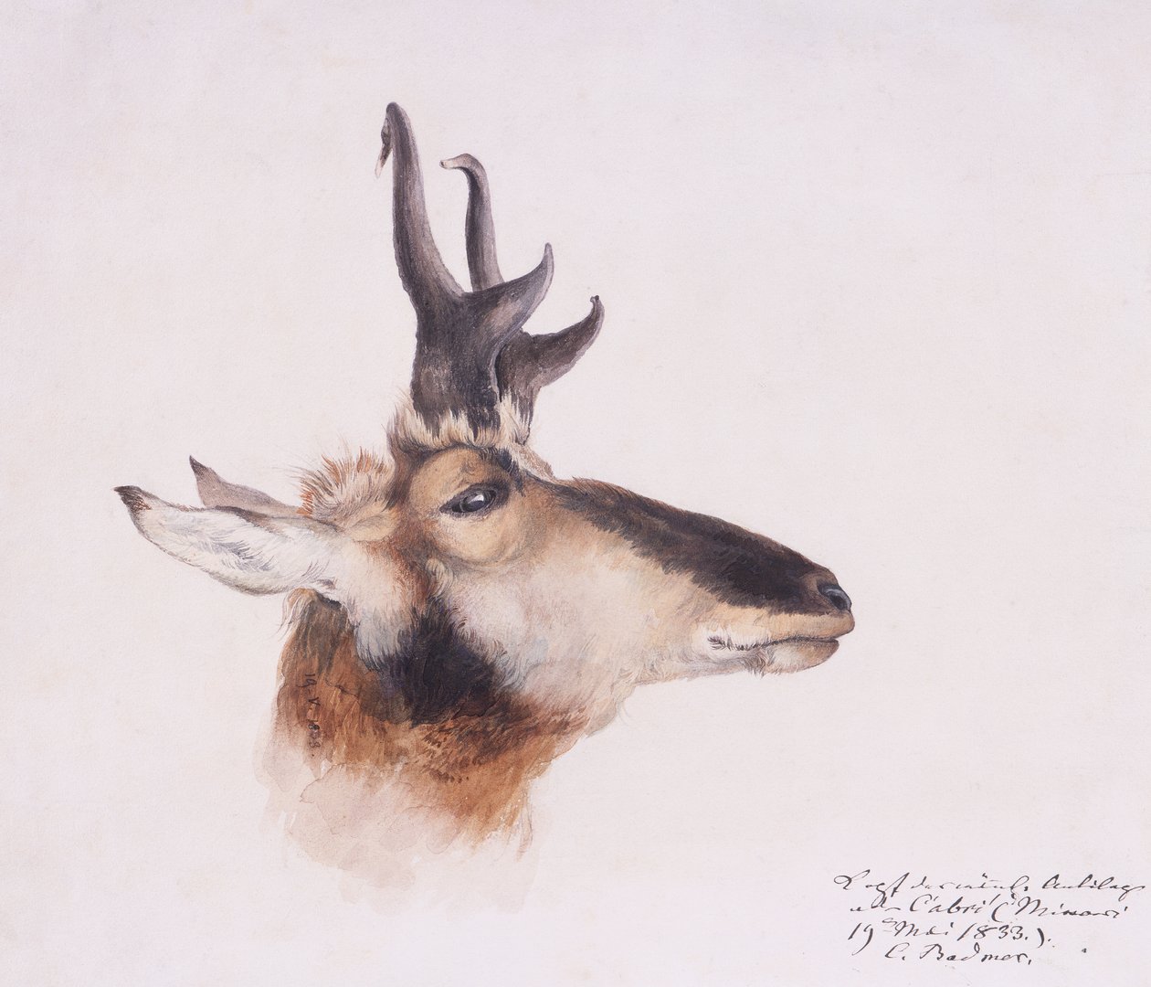 Cabeça de um antílope de Karl Bodmer