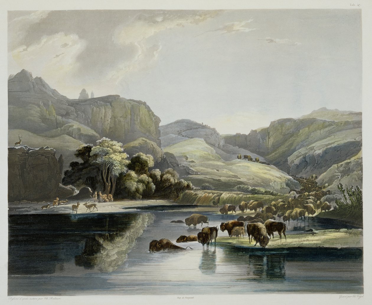Rebanhos de Bison e Elk no Upper Missouri, placa 47 do Volume 2 de &39;Viagens no Interior da América do Norte&39;, gravada por Carl Vogel (1816-51) 1844 (aquatint) de Karl Bodmer