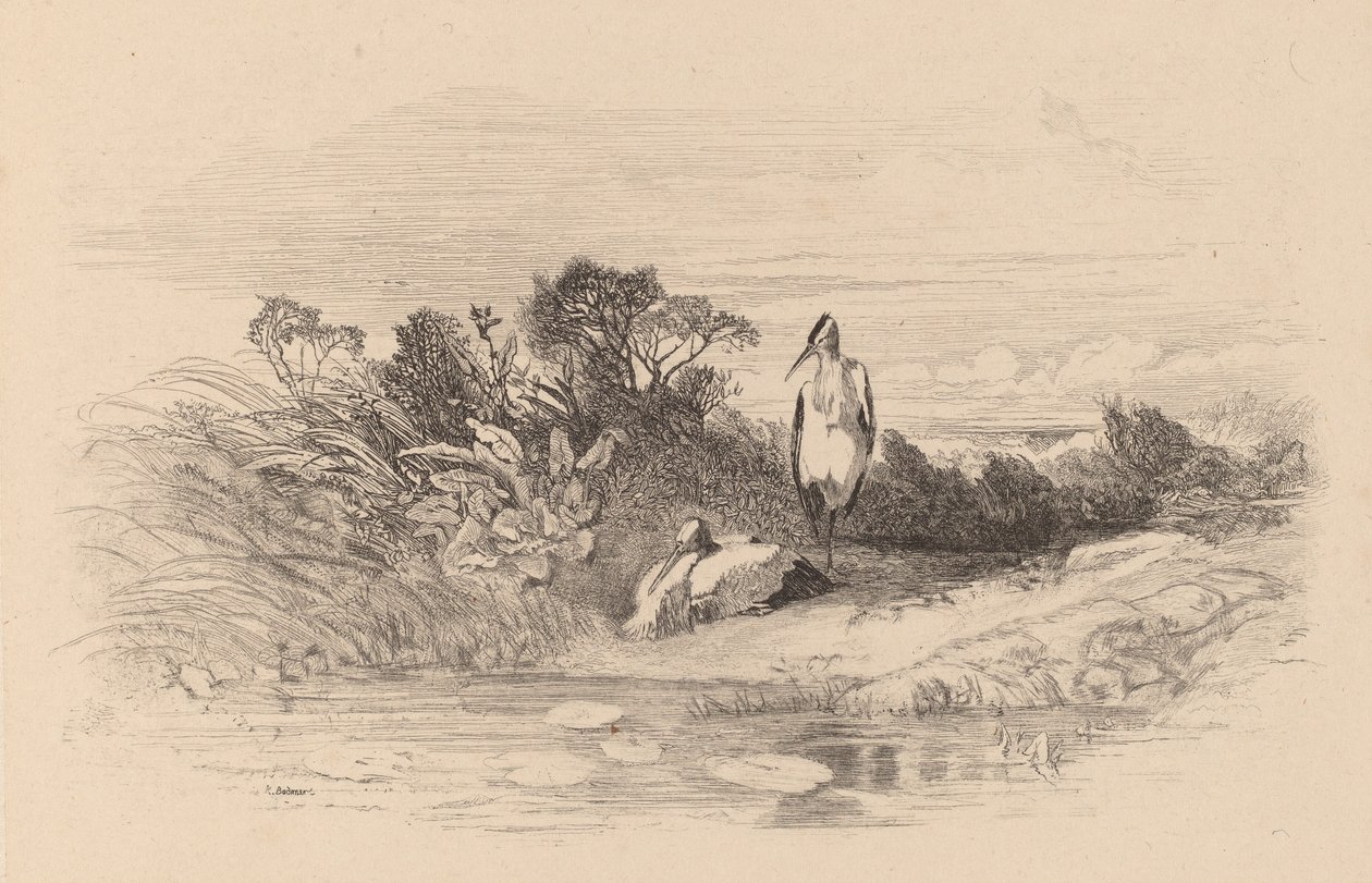 Garças. de Karl Bodmer