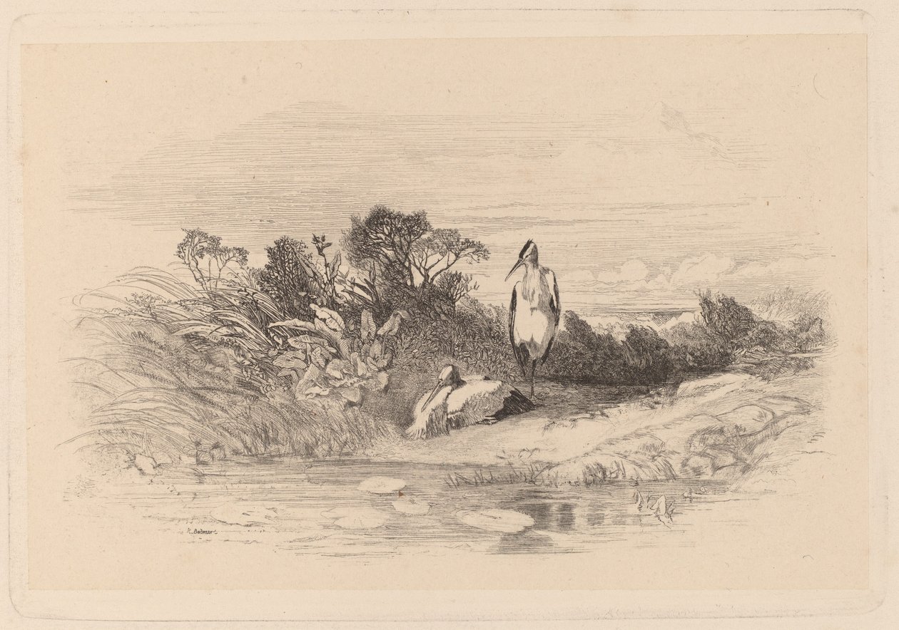 Garças de Karl Bodmer