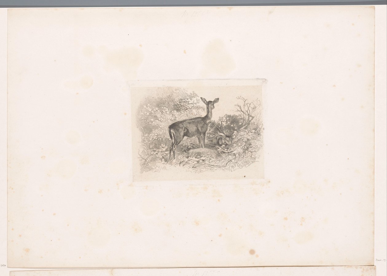 Veado na floresta
Paisagens com animais (título da série) de Karl Bodmer