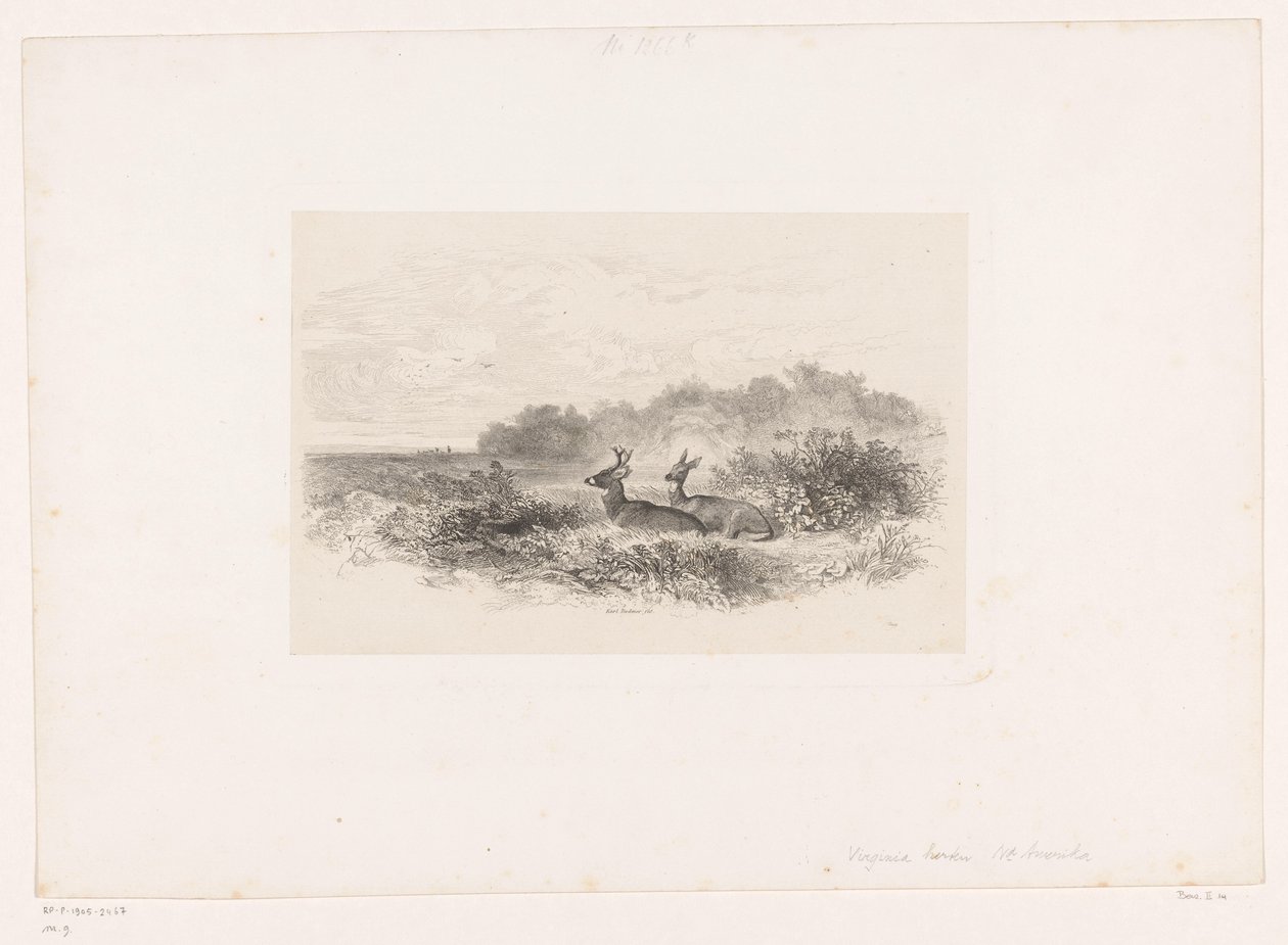 Paisagem com dois veados de cauda branca Paisagens com animais (título da série) de Karl Bodmer