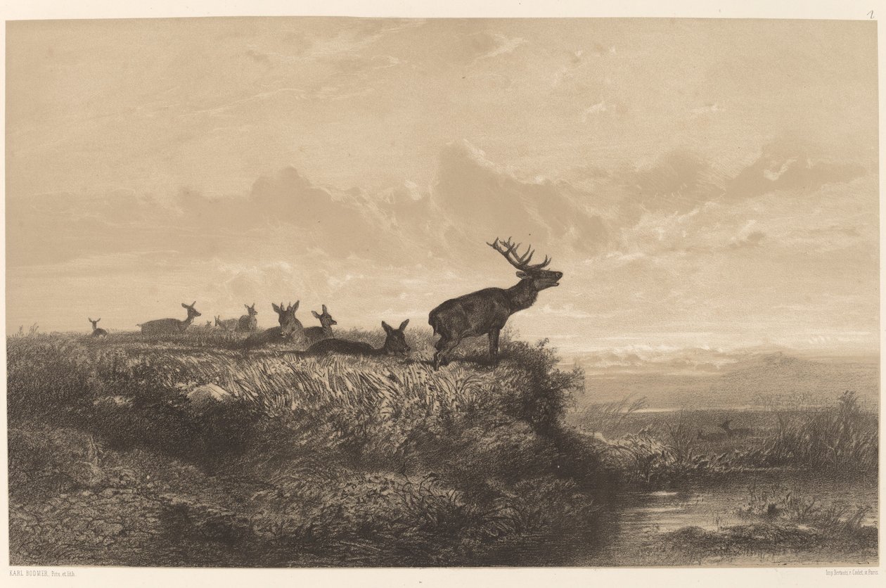 A manhã. Cervos e Hinds. de Karl Bodmer