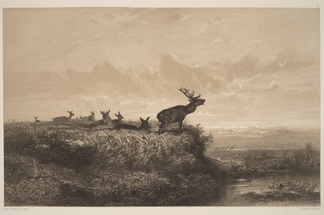 A manhã. Veado e corças de Karl Bodmer