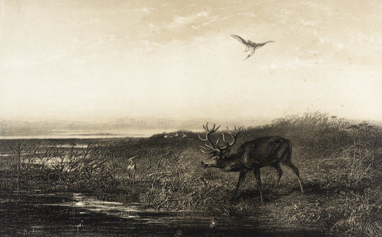 A noite: veado e garças de Karl Bodmer