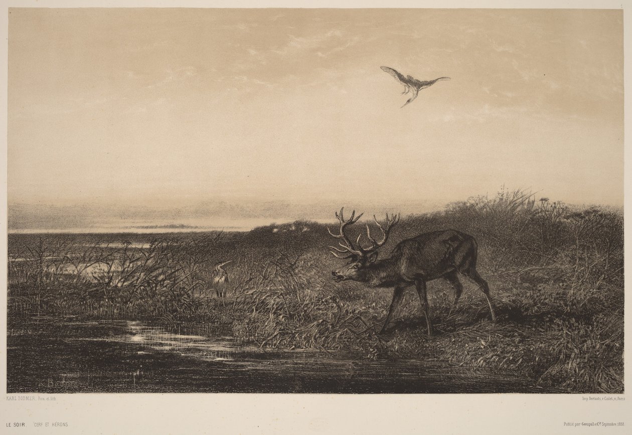 Le Soir.  Veados e garças de Karl Bodmer