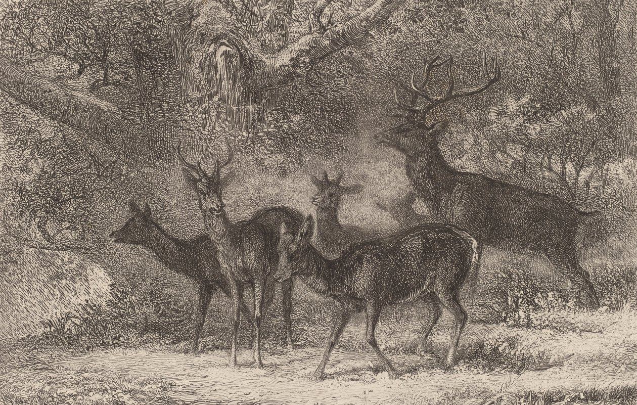 A manada. de Karl Bodmer