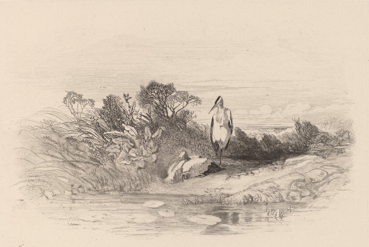 As Duas Garças. de Karl Bodmer