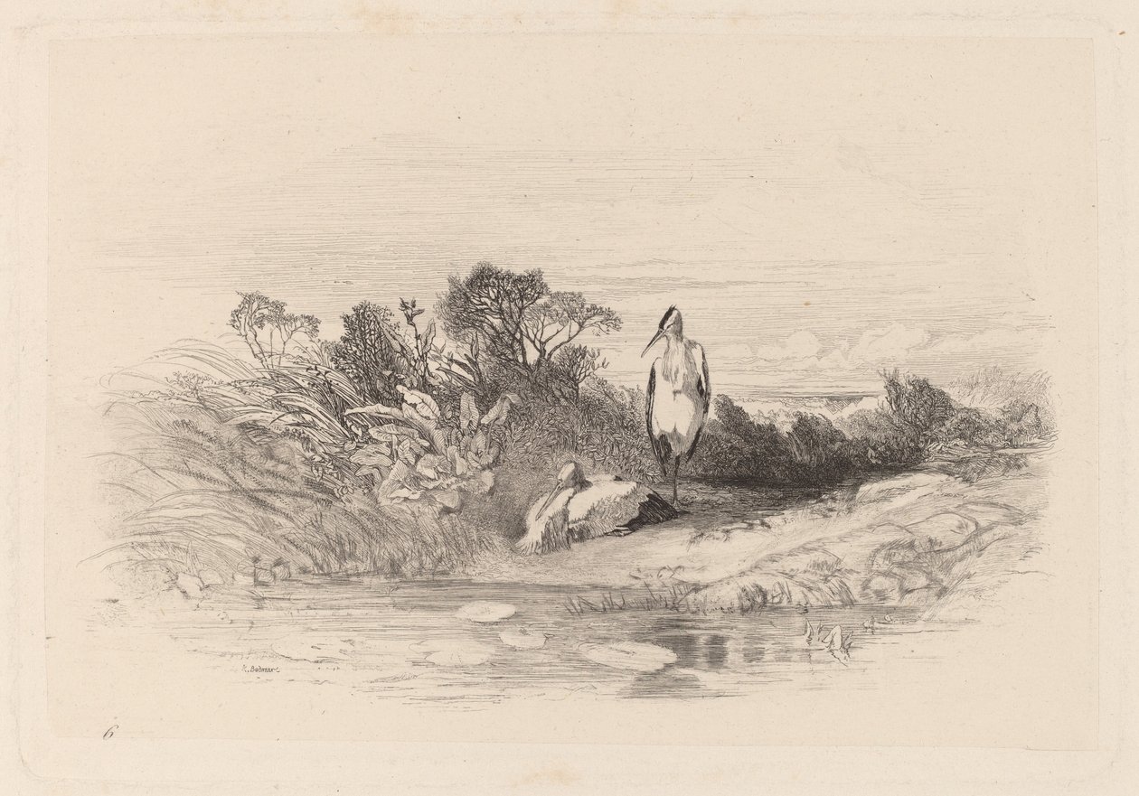 As duas garças de Karl Bodmer