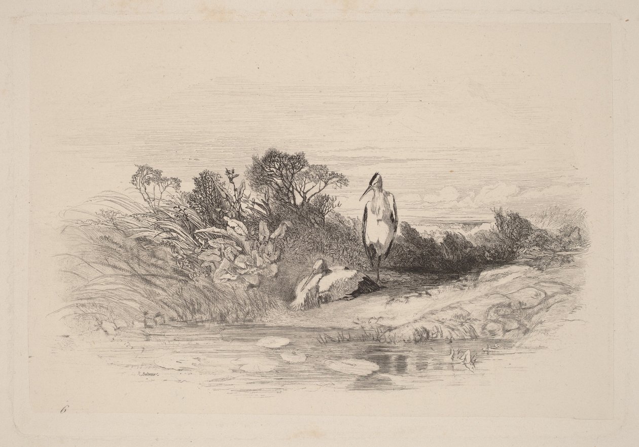 As Duas Garças de Karl Bodmer