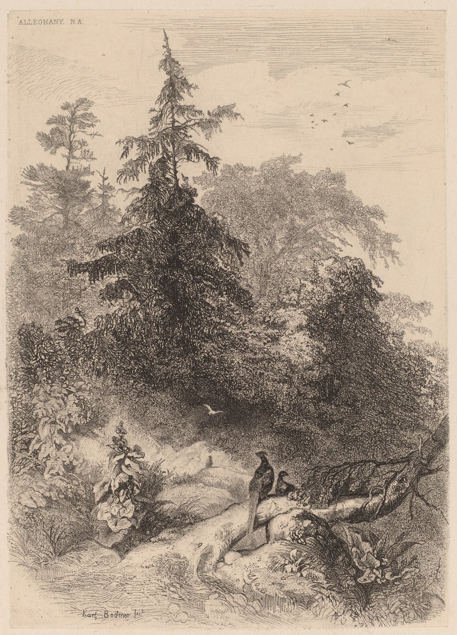 Os Faisões. de Karl Bodmer