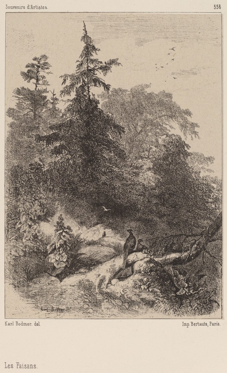 Os Faisões. de Karl Bodmer