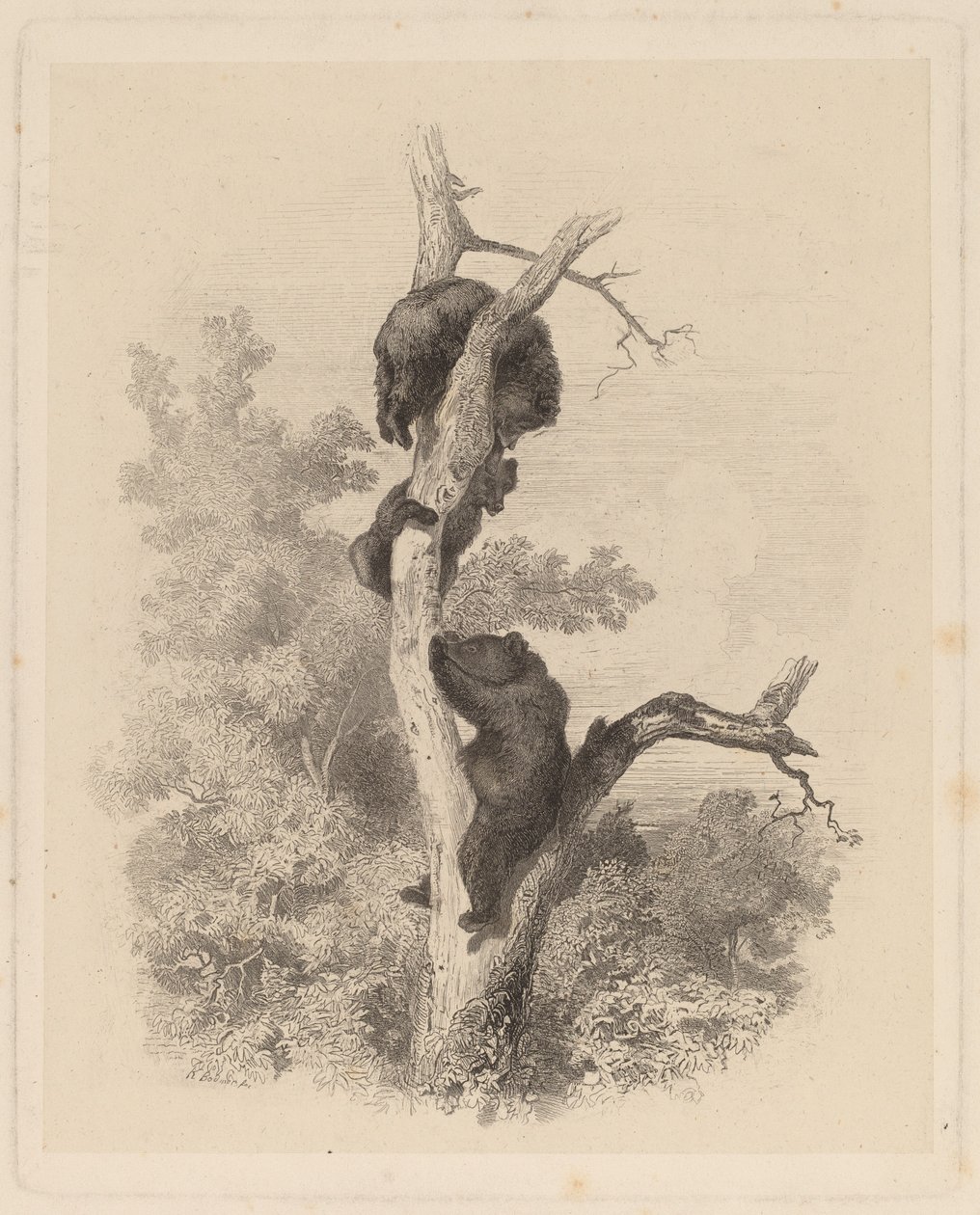 Les Ours (Os Ursos) de Karl Bodmer