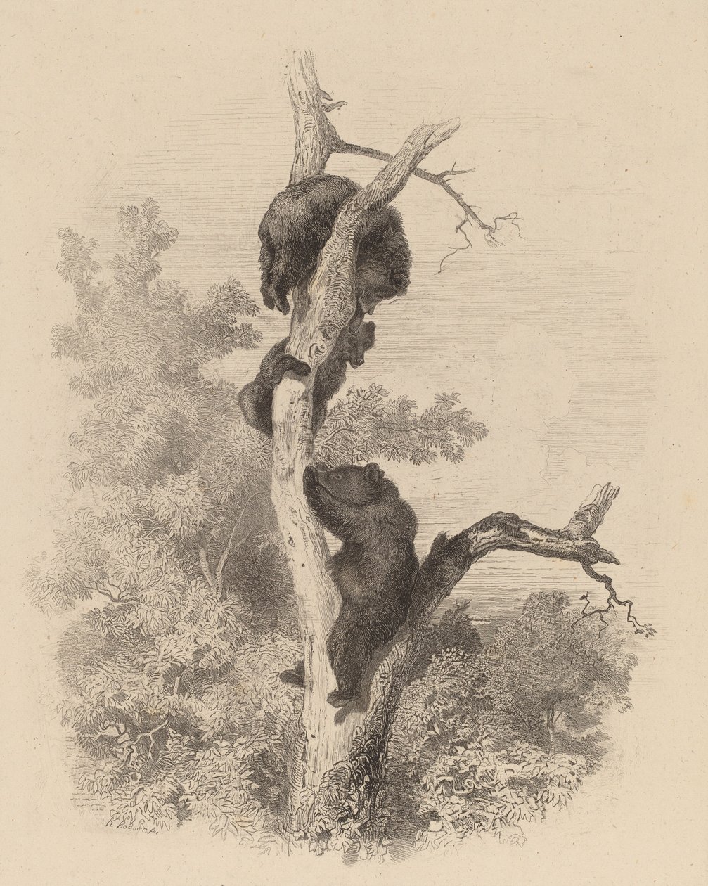 Les Ours The Bears, 18581874. de Karl Bodmer