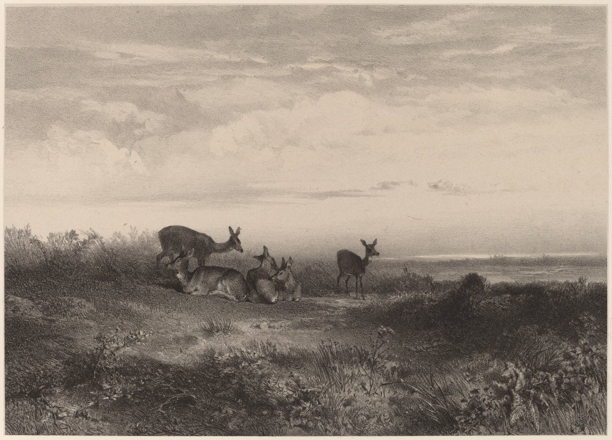 As cervas. de Karl Bodmer