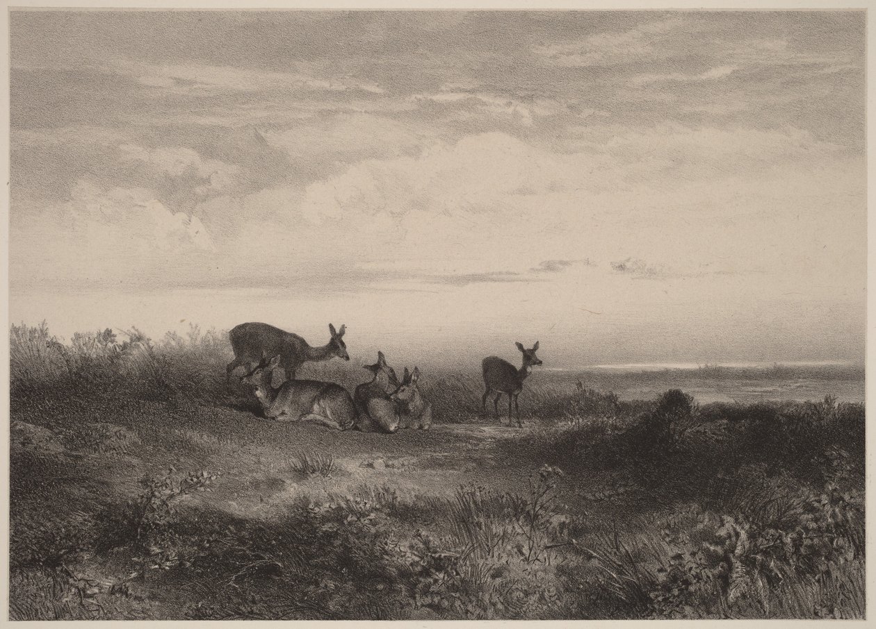 As corças de Karl Bodmer