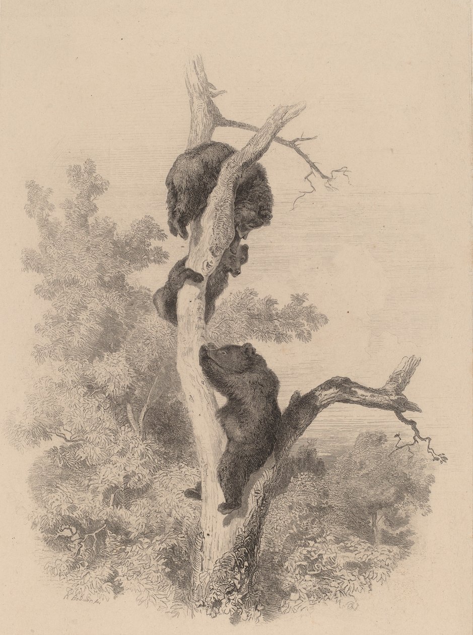 Os ursos. de Karl Bodmer