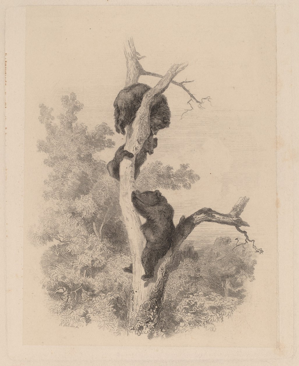Les ours de Karl Bodmer