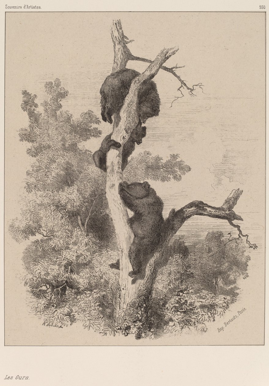 Os ursos de Karl Bodmer