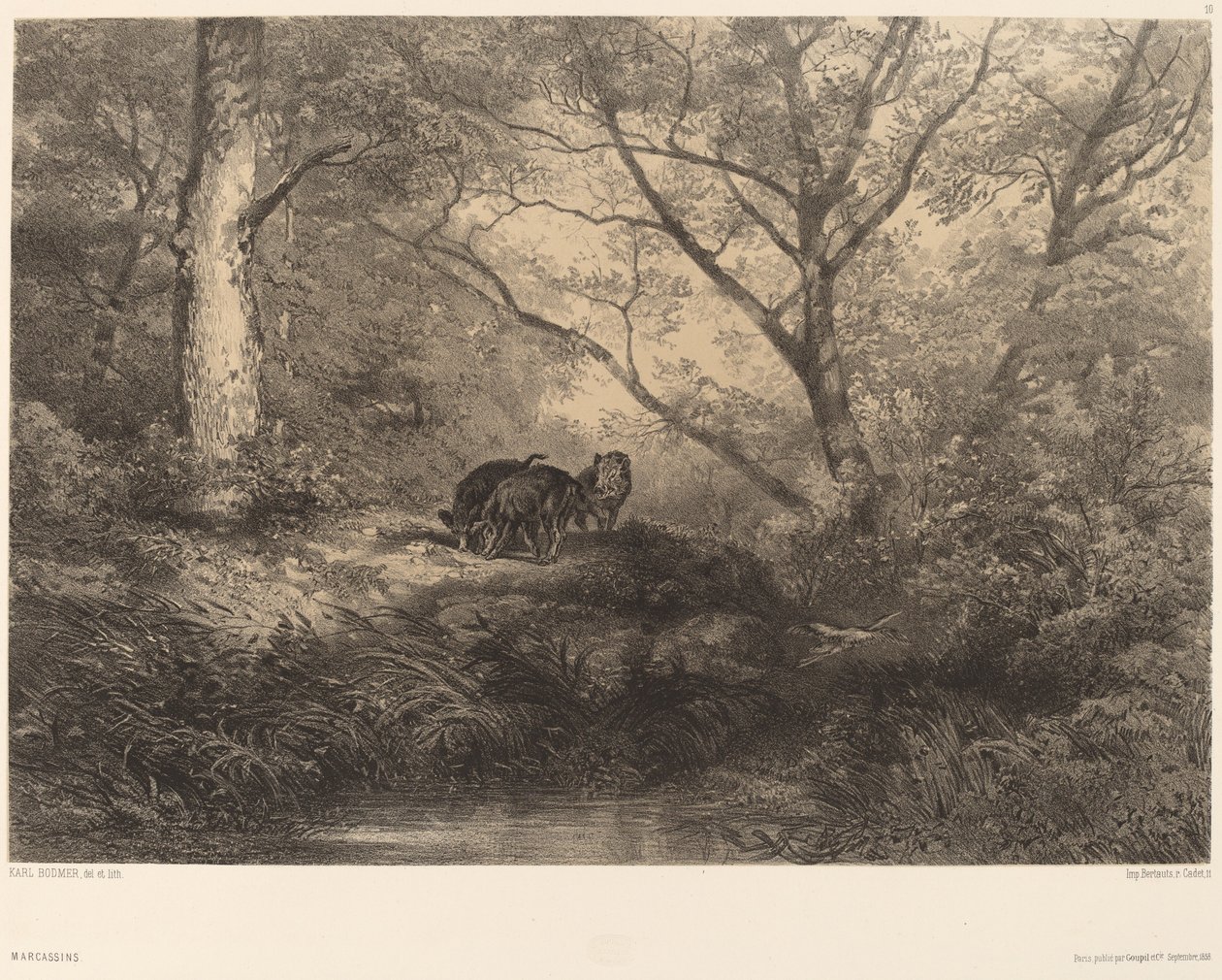 Marcassins. de Karl Bodmer