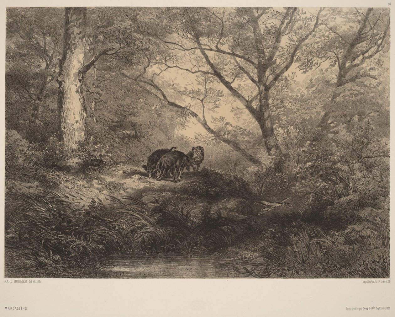 Crías de javali de Karl Bodmer