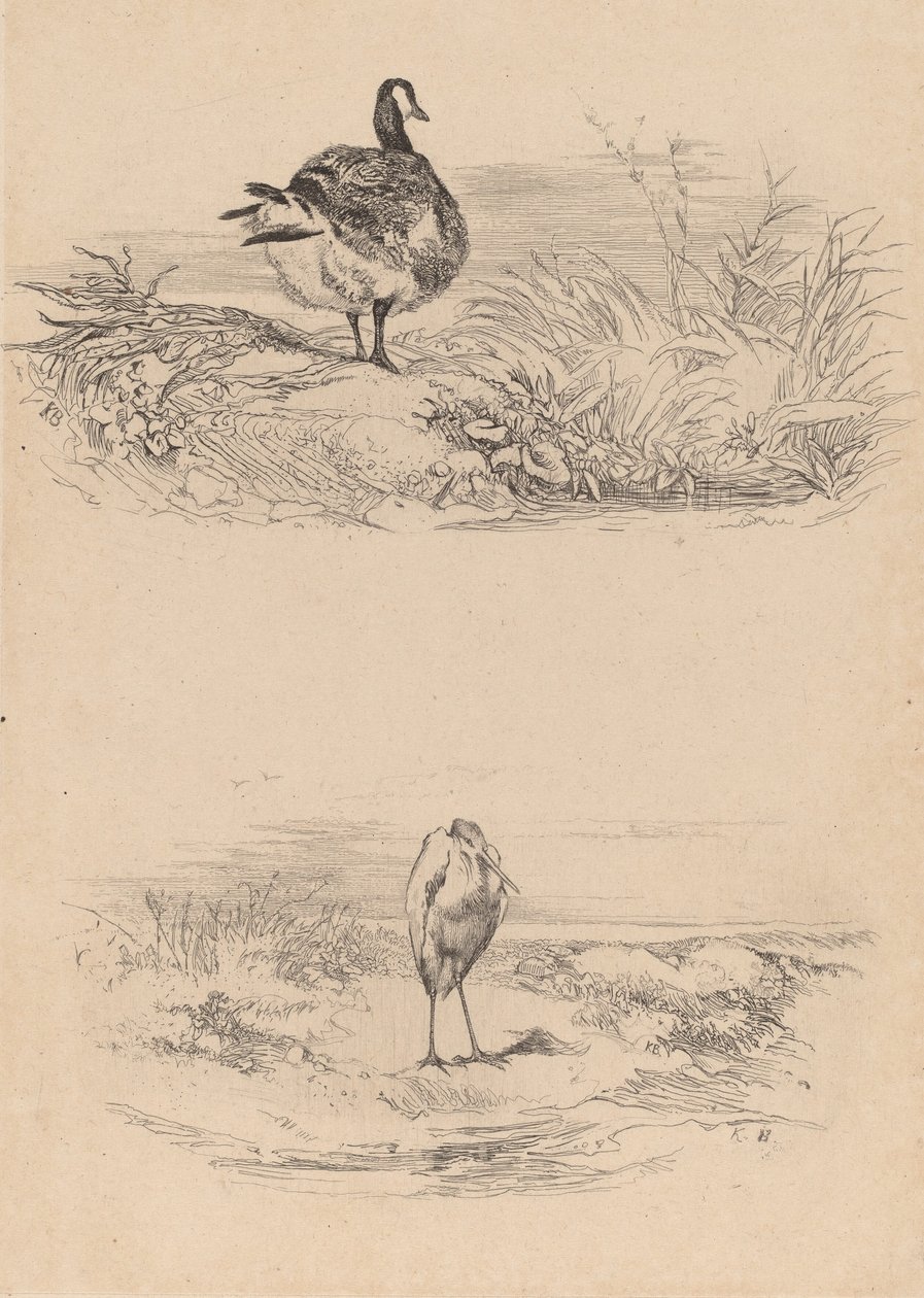 Oie, Heron. de Karl Bodmer
