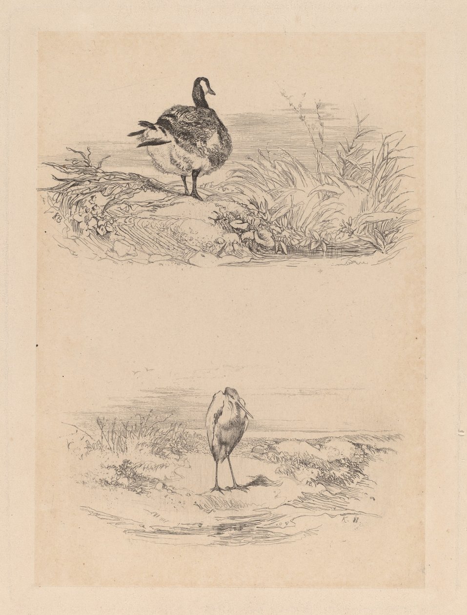 Oie, garça de Karl Bodmer