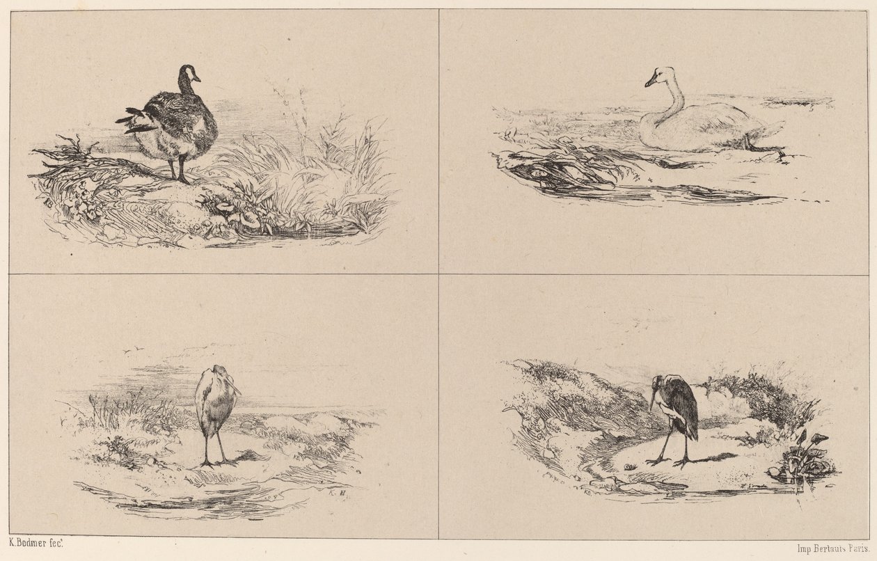 Gansos, cisnes, garças de Karl Bodmer